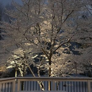 Up light in snow